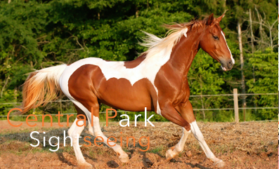 Central Park Sightseeing Horse riding | 1Sense2Cents.com